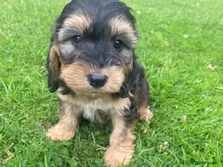 Cockapoo dogs F1 SABLE COCKAPOO BOYS.READY NOW. - Advert 18