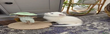 British Shorthair 1
