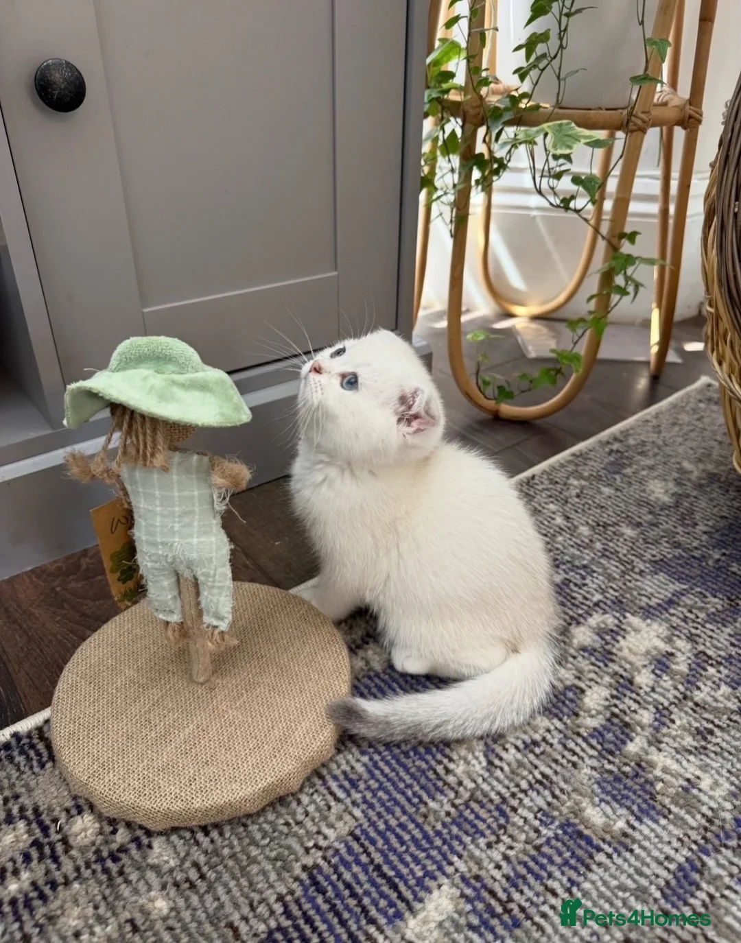 British Shorthair cats for sale: British Shorthair Chinchilla Female Kittens - Advert 1