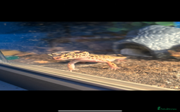 Leopard Gecko reptiles for sale: leopard gecko with setup - Image 2