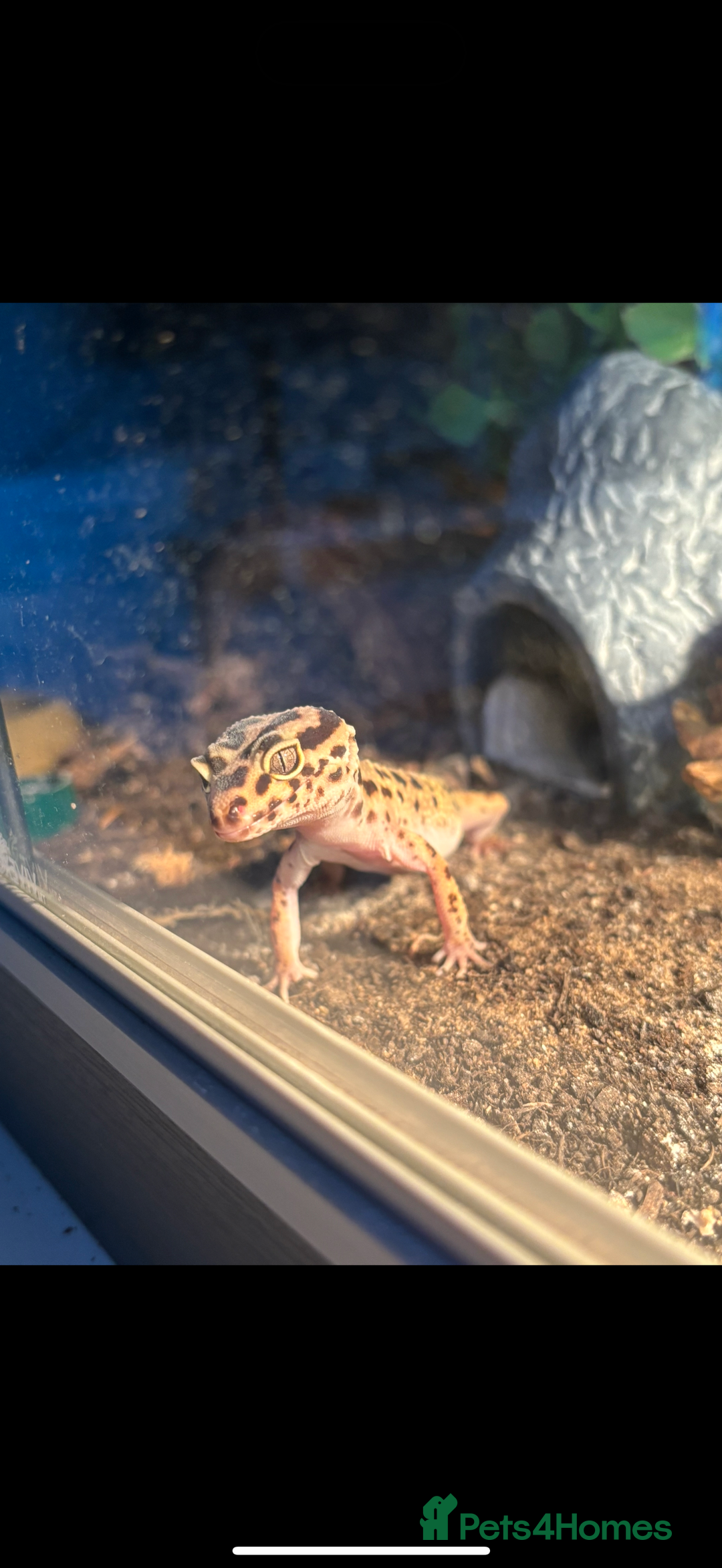 Leopard Gecko reptiles for sale: leopard gecko with setup - Image 2