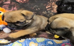Pug dogs for sale: Beautiful Pure Pug Puppies 8 weeks old! 🐾 - Image 13
