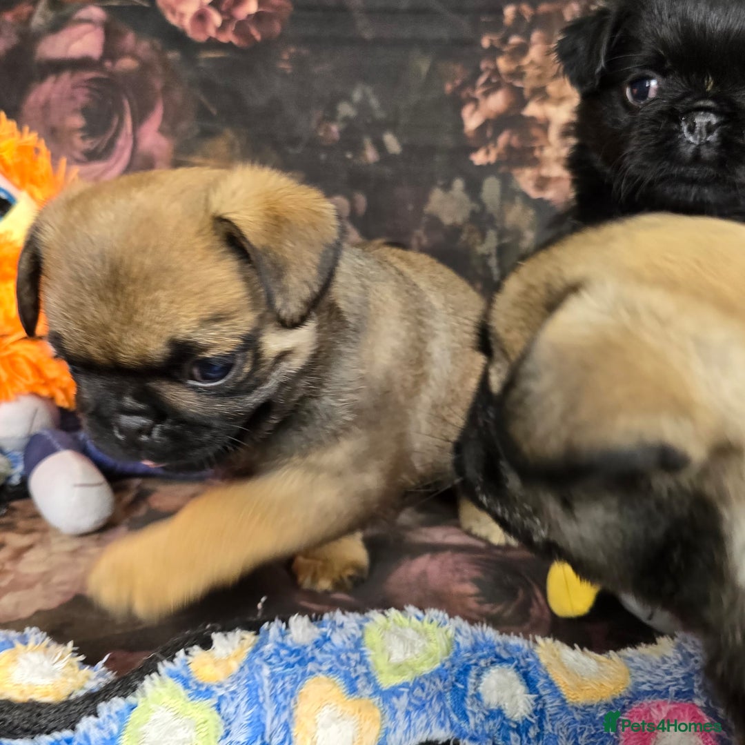 Pug dogs for sale: Beautiful Pure Pug Puppies 8 weeks old! 🐾 - Image 13