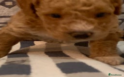 Cockapoo dogs for sale: 🐶F1B COCKAPOOS 5* HEALTHY CHECK🐶 - Image 9