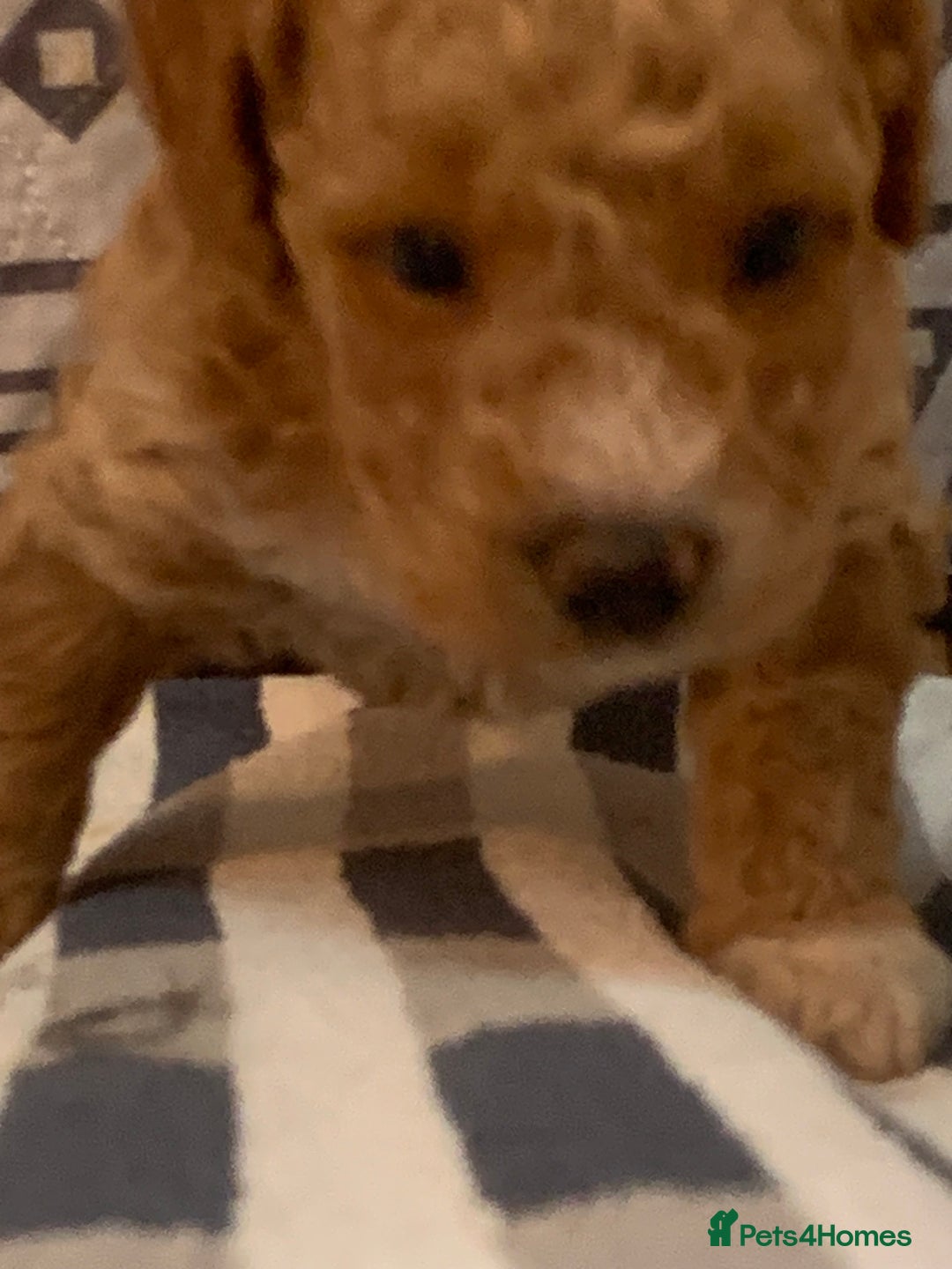 Cockapoo dogs for sale: 🐶F1B COCKAPOOS 5* HEALTHY CHECK🐶 - Image 9
