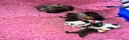Toy Poodle dogs for stud: Brown Merle Poodle health tested - Advert 26