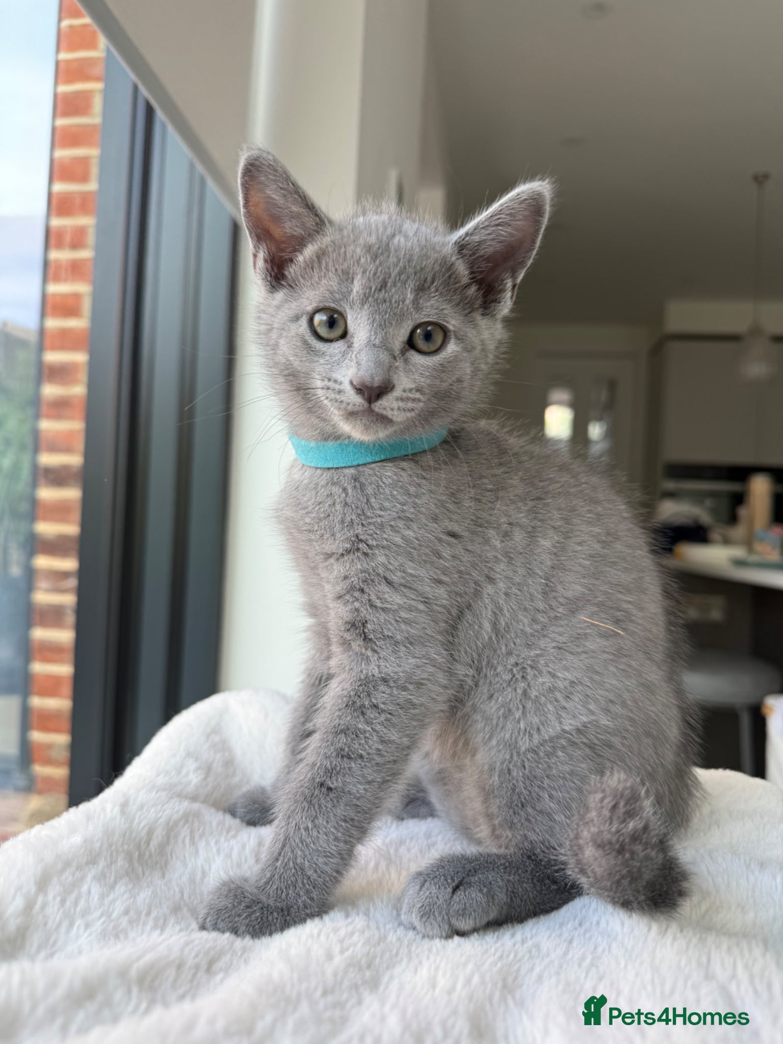 Russian Blue cats for sale: Pure Russian blue kittens with emerald green eyes! in London - Advert 7