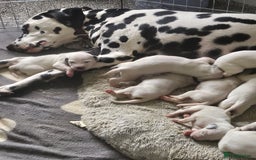 Dalmatian dogs for sale: Gorgeous dalmatian puppies  - Image 4
