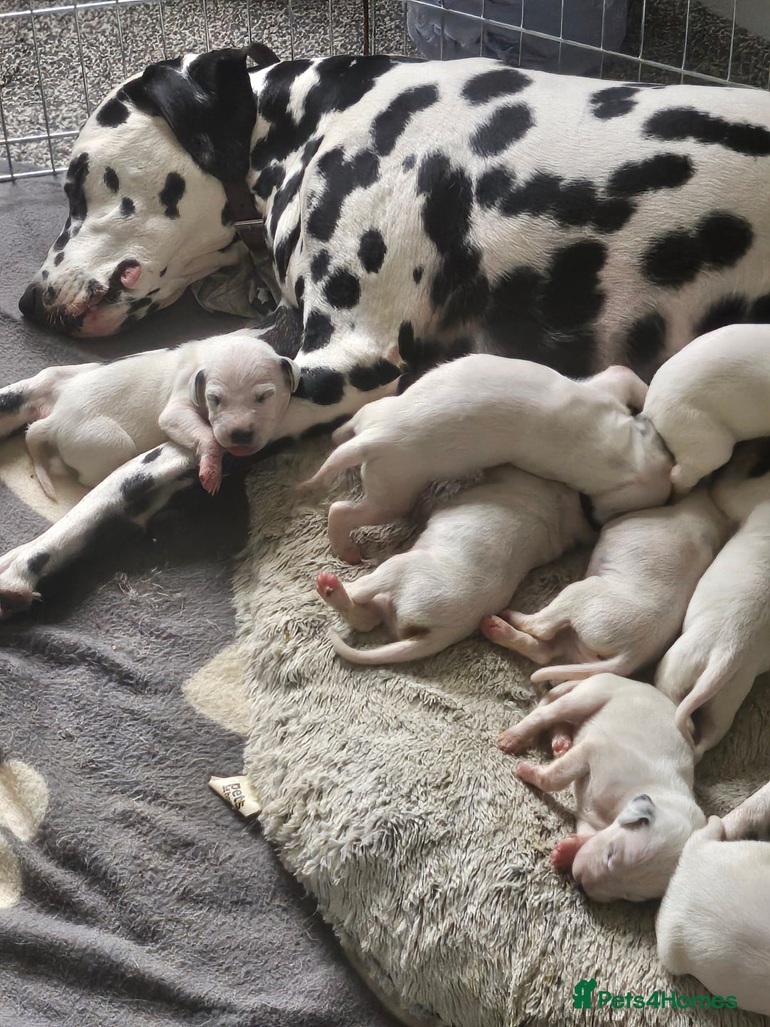Dalmatian dogs for sale: Gorgeous dalmatian puppies  - Image 4