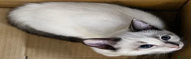 Bi Colour Applehead Siamese