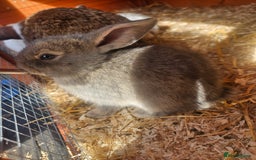 Mini Lop rabbits for sale: Mini lop bunnies. - Image 3