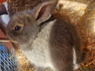 Mini Lop rabbits - Advert 13