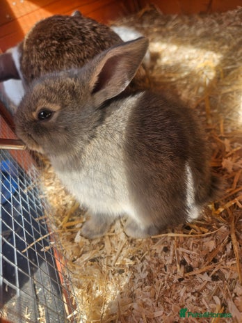 Mini Lop rabbits - Advert 18