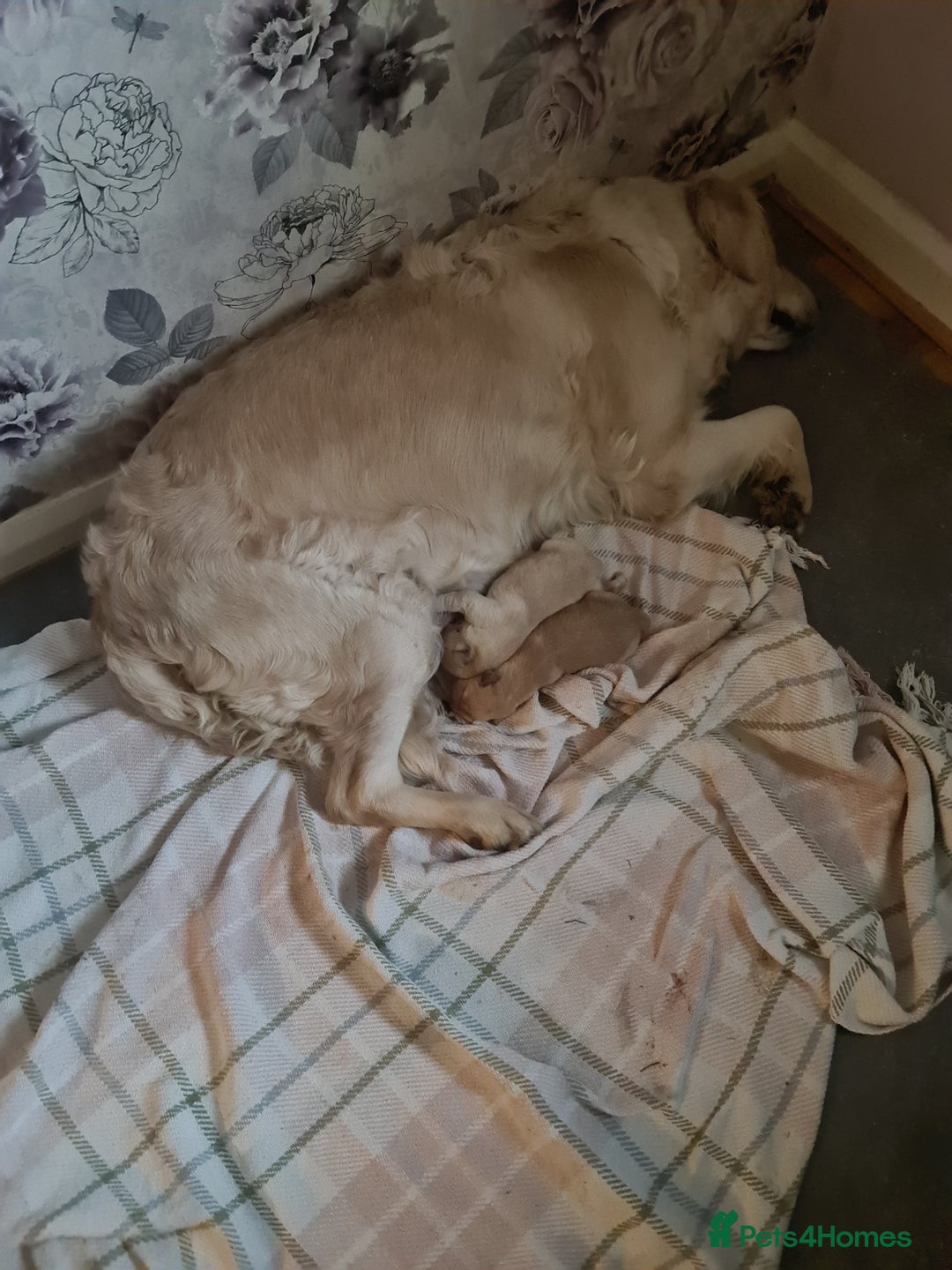 Labrador Retriever dogs for sale: Two beautiful boys - Advert 13