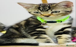Ragdoll cats for sale: Ragdoll x tabby mix - Image 8