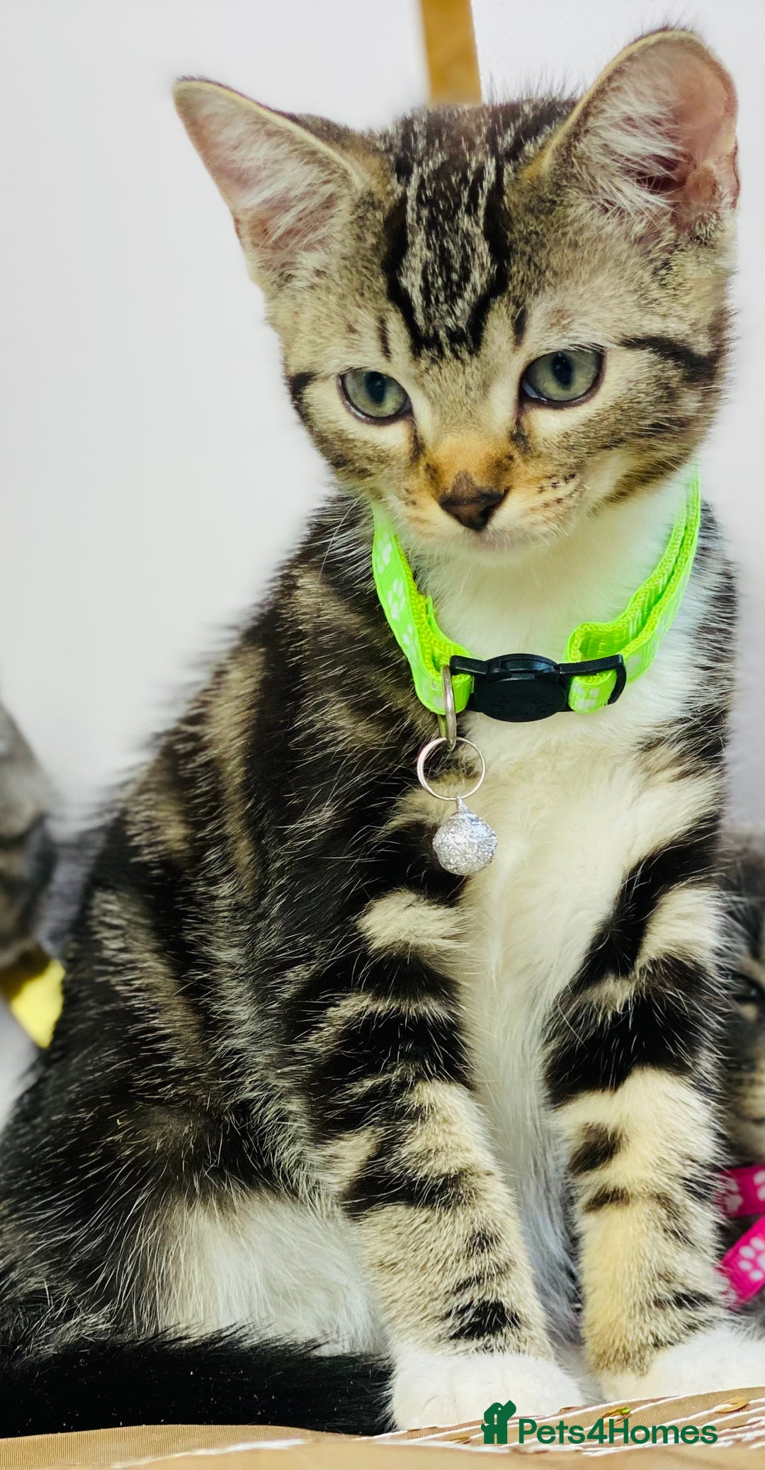 Ragdoll cats for sale: Ragdoll x tabby mix - Image 8