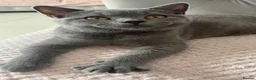 British Shorthair cats for sale: Ready for new homes - British Shorthair Kittens - Advert 3