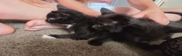 Mixed Breed cats for sale: Kittens for Sale in Bridlington - Advert 10