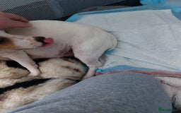 Jack Russell dogs for sale: Jack Russell  puppies for sale  - Image 9