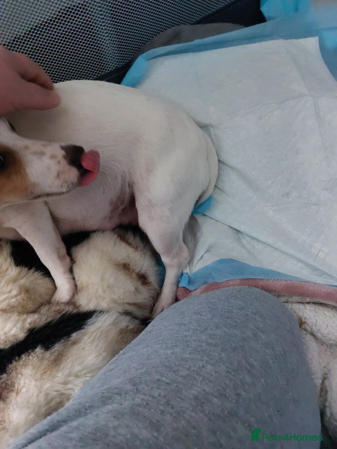 Jack Russell dogs for sale: Jack Russell  puppies for sale  - Image 9