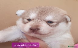Siberian Husky dogs for sale: KC litter 5* rating by buyers REDUCED  - Image 19