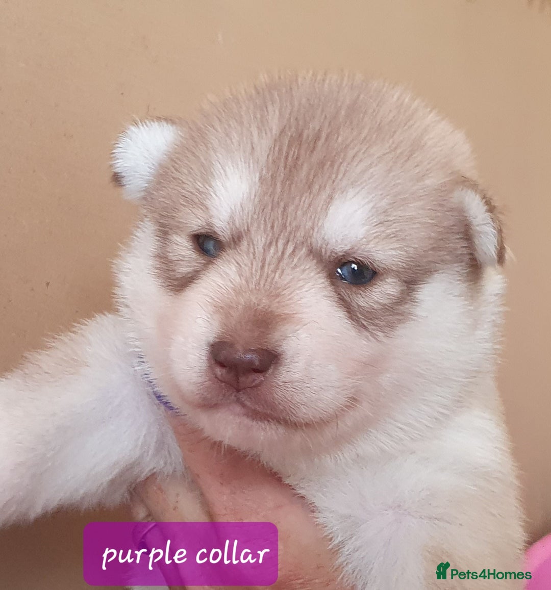 Siberian Husky dogs for sale: KC litter 5* rating by buyers REDUCED  - Image 19