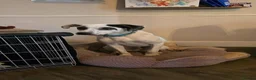 Mixed Breed dogs for adoption: Flipper for adoption in London - Advert 12