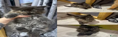 Mixed Breed 5 fluffy tortie 