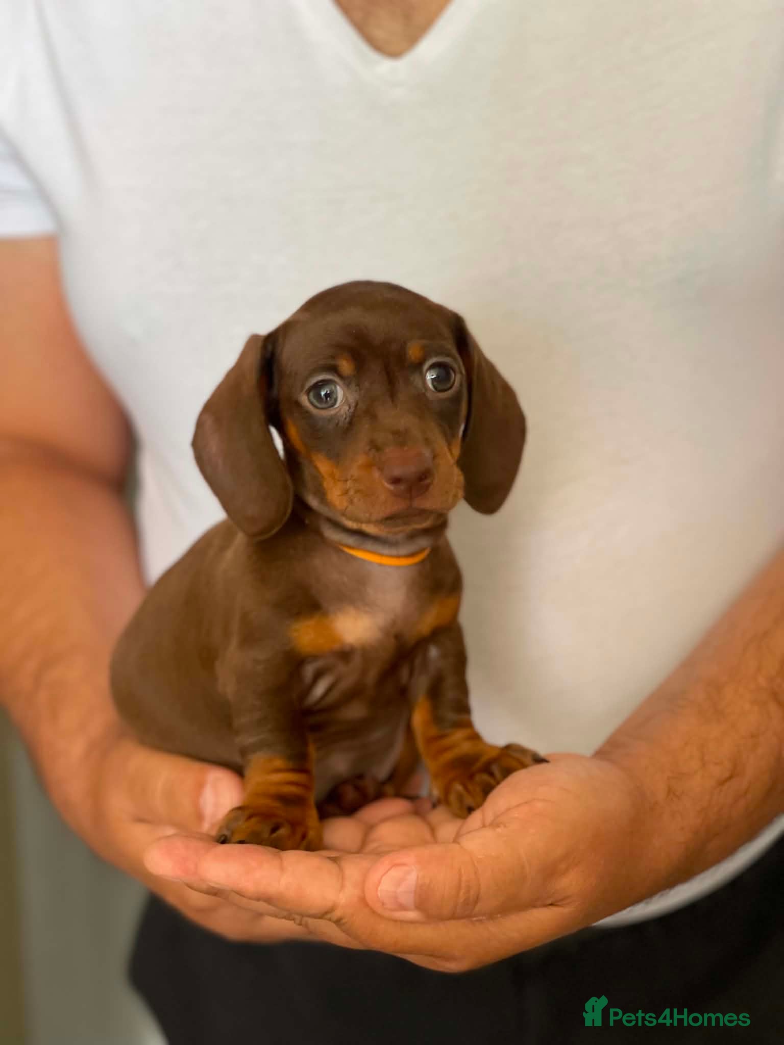 Miniature Dachshund dogs Miniature Dachshund puppies - Advert 1