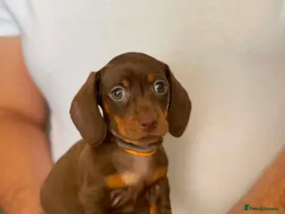 Miniature Dachshund dogs Miniature Dachshund puppies - Advert 1