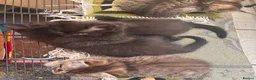 Ragdoll cats for sale: 🐾 Beautiful Ragdoll-Mix Kittens 🐾 - Advert 7