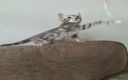 Bengal cats for sale: Bengal x ragdoll kittens - Image 9