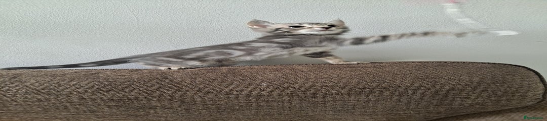 Bengal Kitten 2
