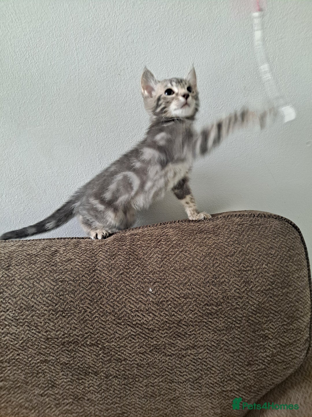Bengal cats for sale: Bengal x ragdoll kittens - Image 9