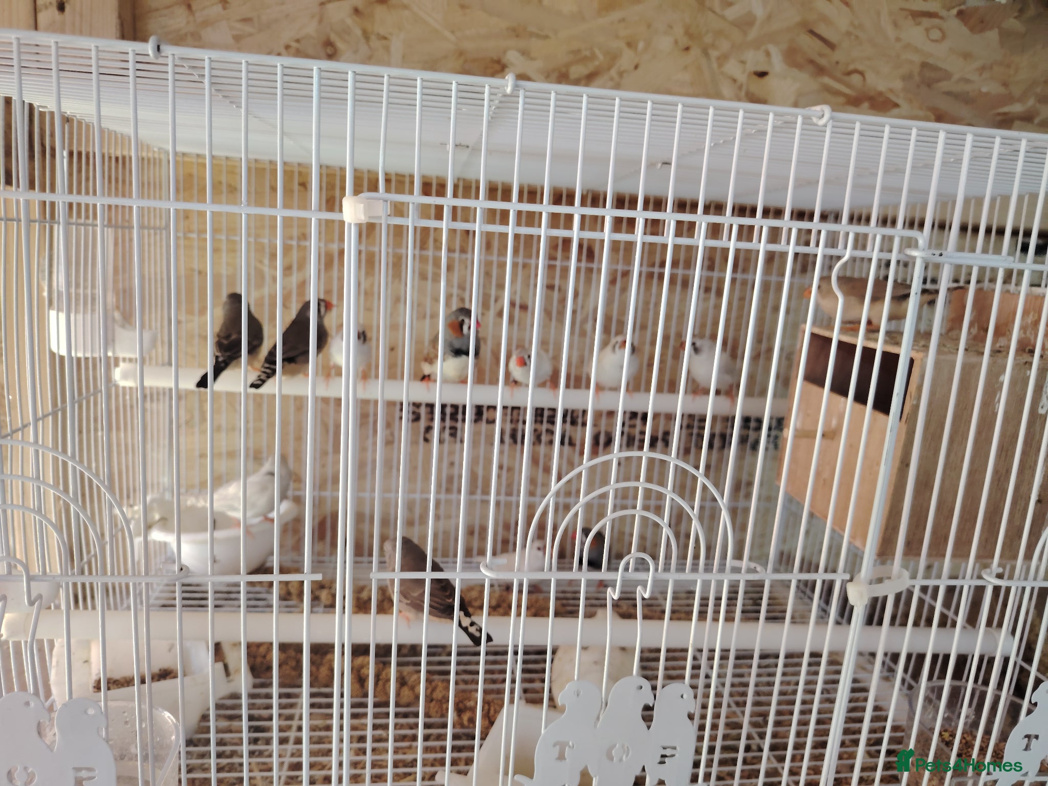 Finches birds Zebra finch  - Advert 17