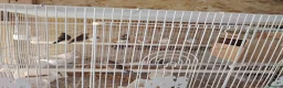 Finches birds for sale: Zebra finch  - Advert 1