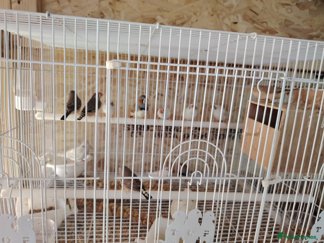 Finches birds for sale: Zebra finch  - Advert 1