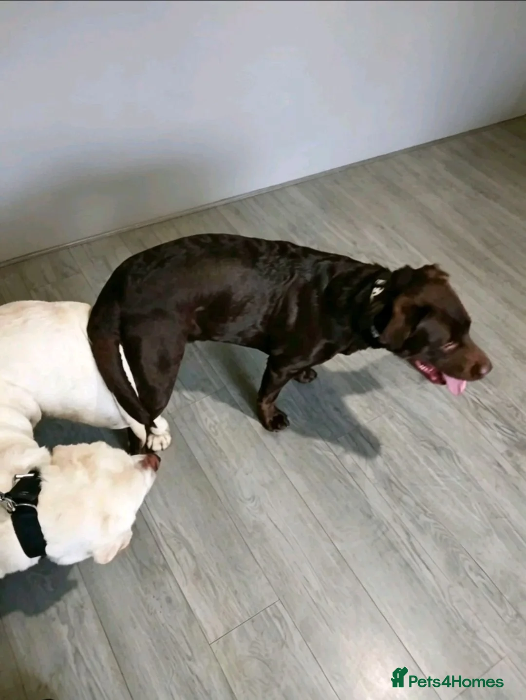 Labrador Retriever dogs for sale: 6 labrador puppies - Advert 11