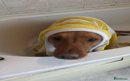 Labradoodle dogs for sale: F1 Toy / Miniature Labradoodles  - Advert 7