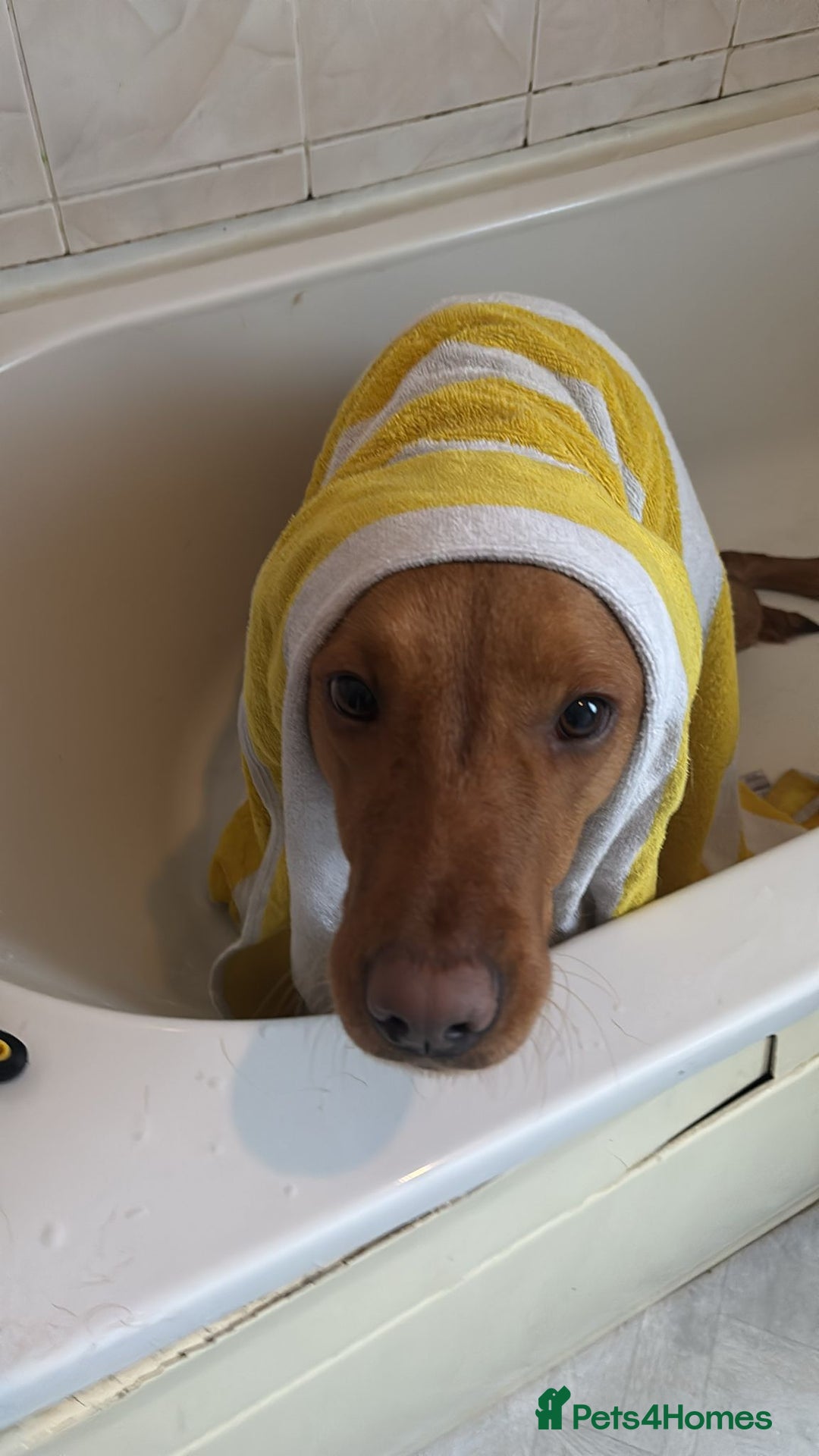 Labradoodle dogs for sale: F1 Toy / Miniature Labradoodles  - Advert 7