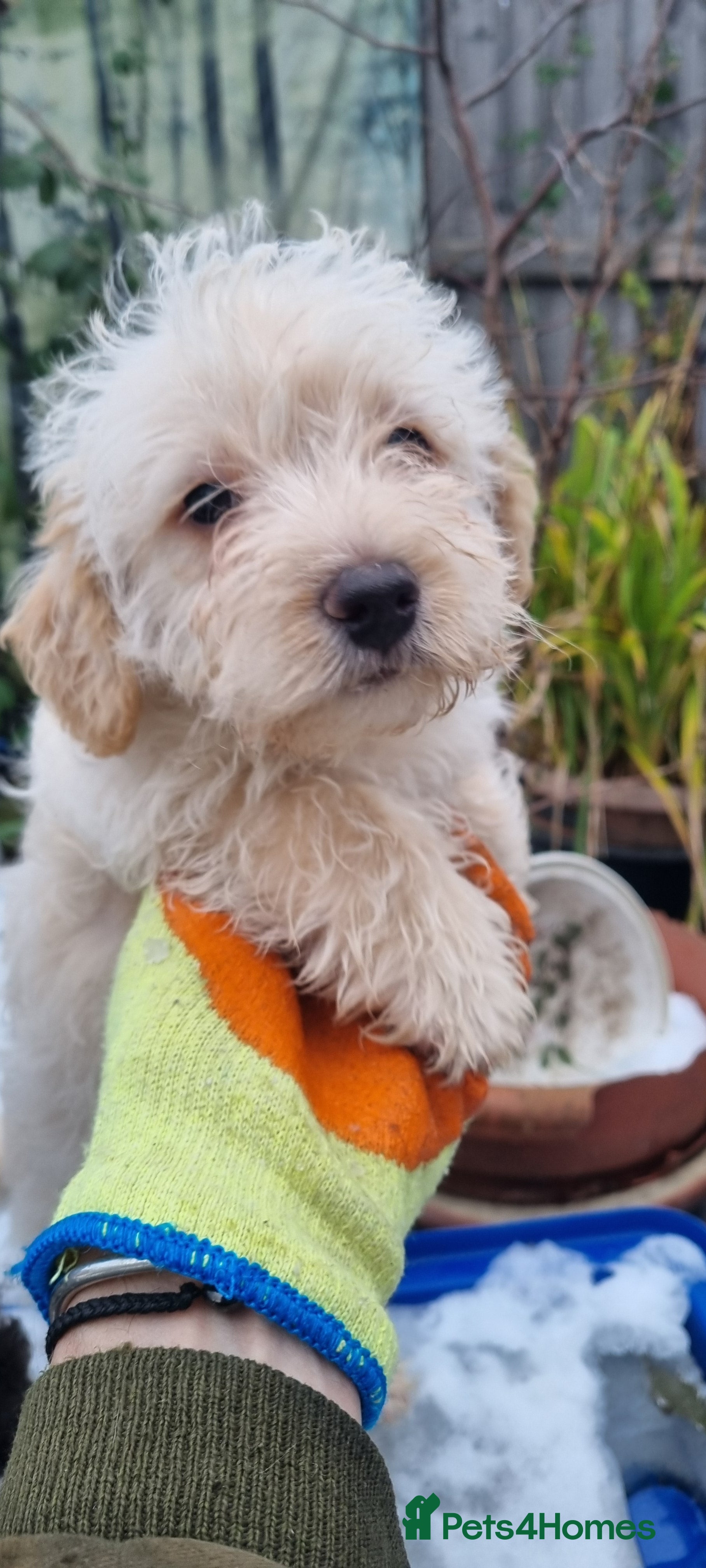 Toy Poodle dogs WESTIEPOOS/TOY POODLE X's SUPER SMOOTH SILKY nSOFT - Advert 2