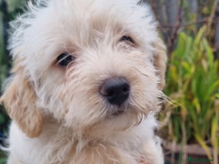 Toy Poodle dogs WESTIEPOOS/TOY POODLE X's SUPER SMOOTH SILKY nSOFT - Advert 1