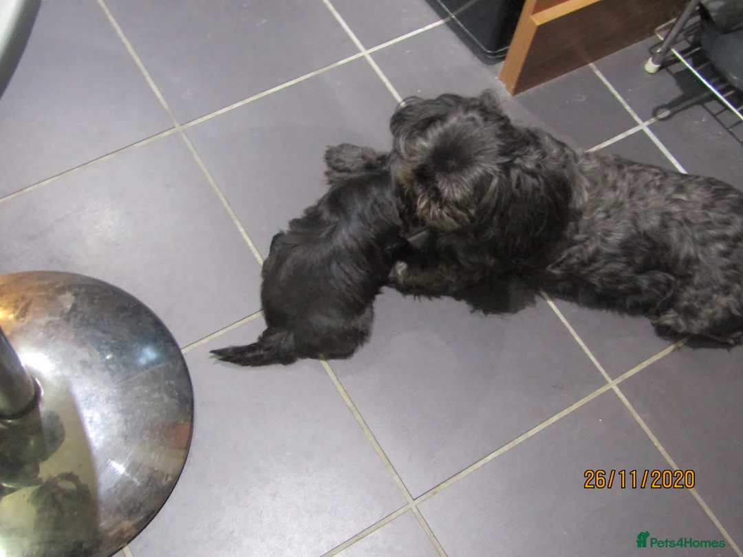 Shih Tzu dogs for stud: Bailey for stud in Spalding - Advert 18