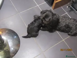 Shih Tzu dogs KC Black Zorro for stud - Advert 7