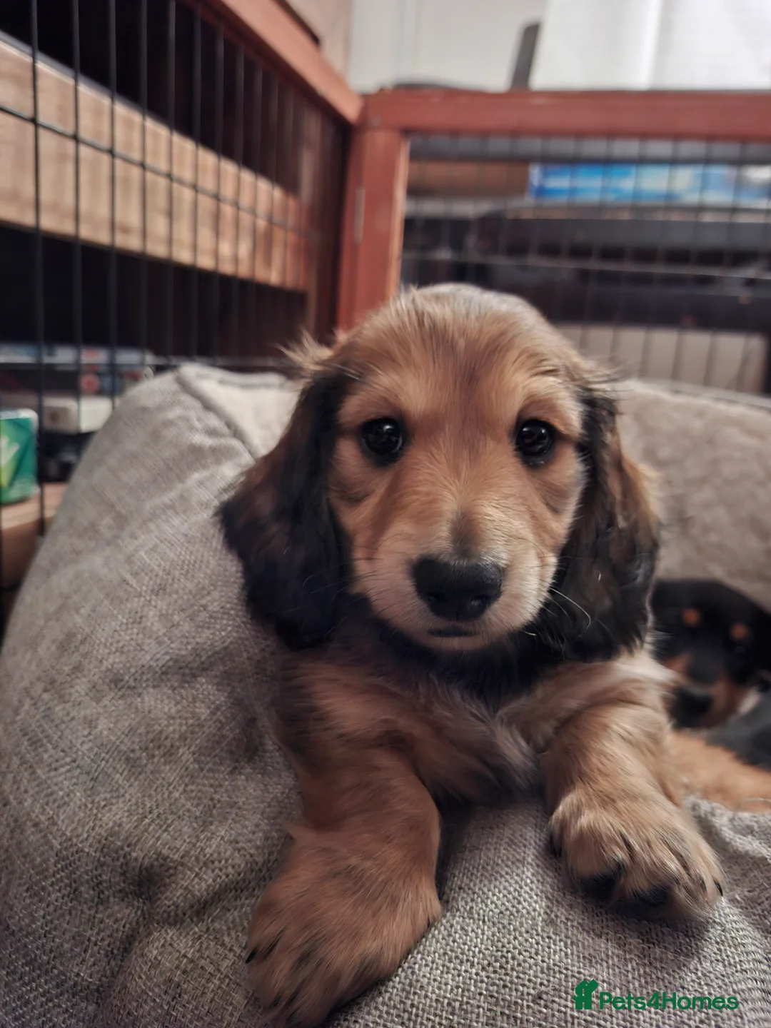 Miniature Dachshund dogs for sale: Long haired miniature dachshund puppy - Advert 9