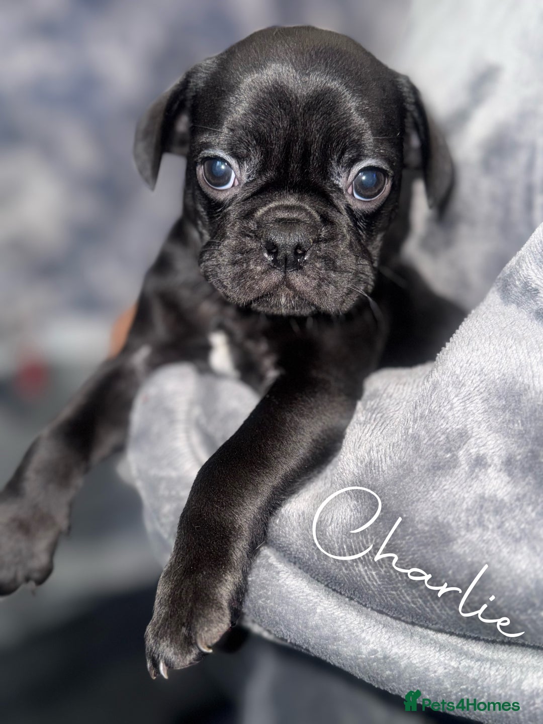 Frug dogs for sale: Black and Merle frugs. - Advert 5