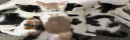 Mixed Breed cats for sale: 6 adorable kittens - Advert 6