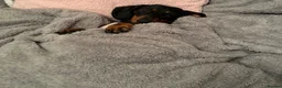 Dachshund dogs for sale: Our Dachshund Willow- Please read the full text.  - Advert 7