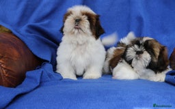 Shih Tzu dogs for sale: Beautiful Shih Tzu Puppies - Image 14