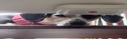 Mixed Breed dogs for sale: Whippet Cross - Bite History in Dagenham - Advert 3